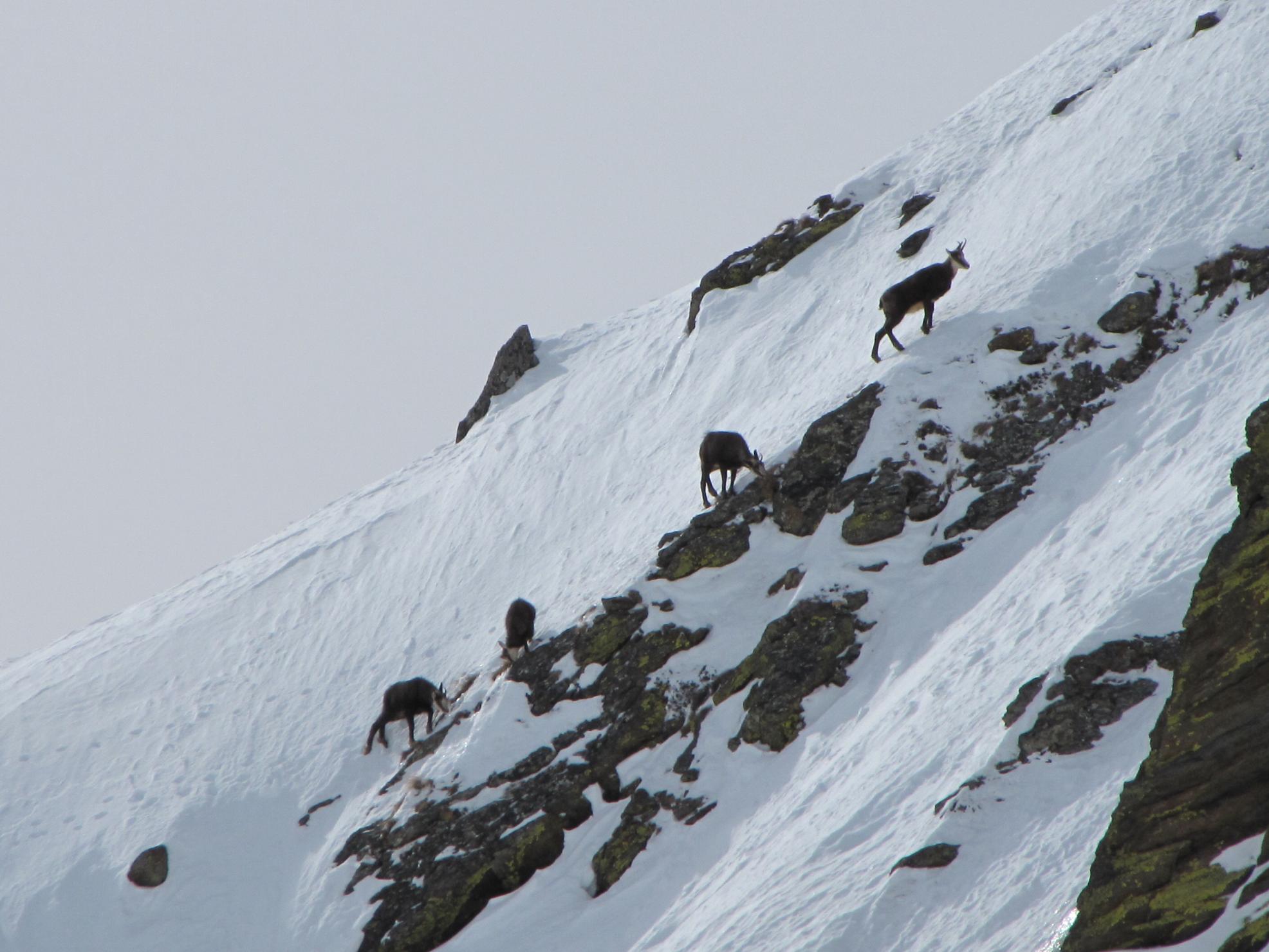 I camosci tornano a correre